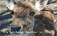 Wildgehege im Schmallenberger Sauerland und der Ferienregion Eslohe