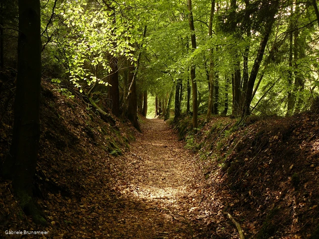 Der Hohlweg führt uns hinein in den Wald