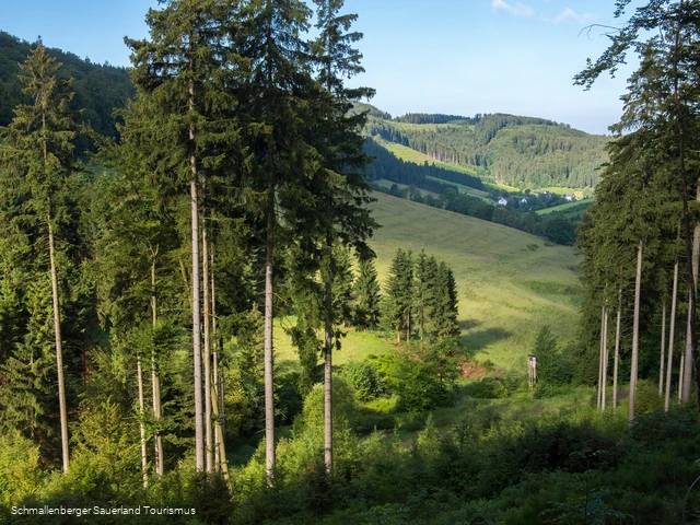 Die Wälder im Schmallenberger- Sauerland
