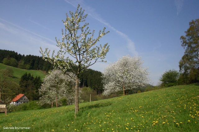 Kirschblüte auf der Streuobstwiese oberhalb der Heesfelder Mühle