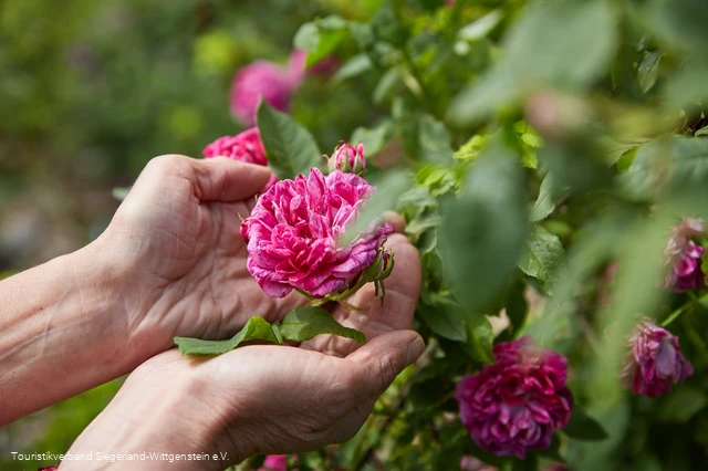 Die Blütenvielfalt des Erndtebrücker Rosengartens lädt zum Erleben mit allen Sinnen ein.